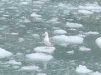 Gull on a precarious perch